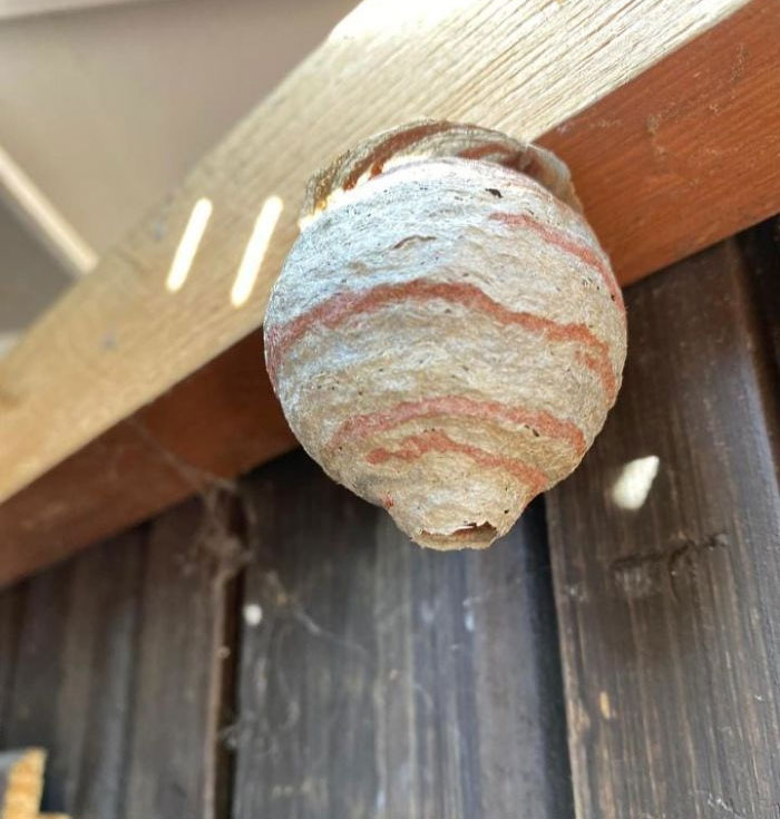 This Wasp Nest Looks A Bit Like Jupiter