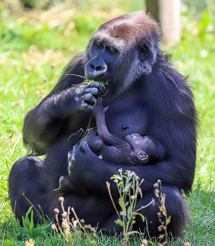 Mum Gorilla Who Lost Her Firstborn 1 Year Ago Gets Captured Cradling Her Month-Old Baby Mum Gorilla Who Lost Her Firstborn 1 Year Ago Gets Captured Cradling Her Month-Old Baby