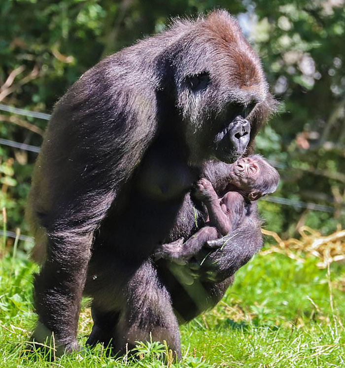Mum Gorilla Who Lost Her Firstborn 1 Year Ago Gets Captured Cradling Her Month-Old Baby Mum Gorilla Who Lost Her Firstborn 1 Year Ago Gets Captured Cradling Her Month-Old Baby