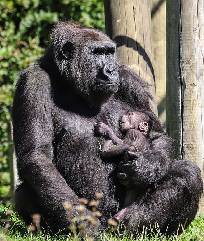 Mum Gorilla Who Lost Her Firstborn 1 Year Ago Gets Captured Cradling Her Month-Old Baby Mum Gorilla Who Lost Her Firstborn 1 Year Ago Gets Captured Cradling Her Month-Old Baby