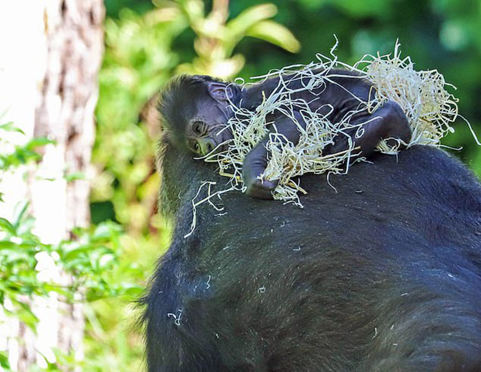 Mum Gorilla Who Lost Her Firstborn 1 Year Ago Gets Captured Cradling Her Month-Old Baby Mum Gorilla Who Lost Her Firstborn 1 Year Ago Gets Captured Cradling Her Month-Old Baby