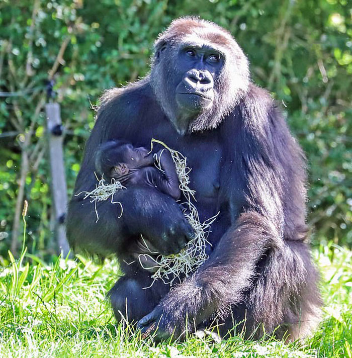 Mum Gorilla Who Lost Her Firstborn 1 Year Ago Gets Captured Cradling Her Month-Old Baby Mum Gorilla Who Lost Her Firstborn 1 Year Ago Gets Captured Cradling Her Month-Old Baby
