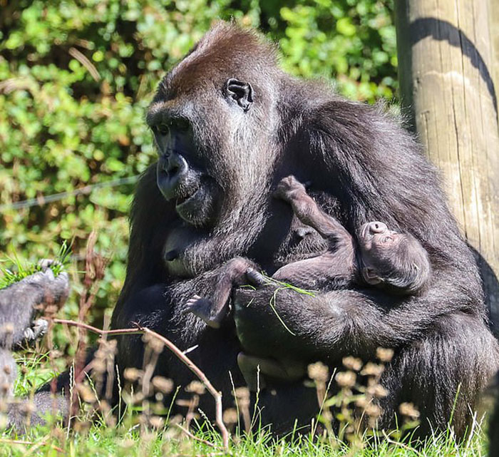 Mum Gorilla Who Lost Her Firstborn 1 Year Ago Gets Captured Cradling Her Month-Old Baby Mum Gorilla Who Lost Her Firstborn 1 Year Ago Gets Captured Cradling Her Month-Old Baby