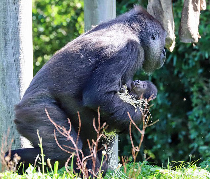 Mum Gorilla Who Lost Her Firstborn 1 Year Ago Gets Captured Cradling Her Month-Old Baby Mum Gorilla Who Lost Her Firstborn 1 Year Ago Gets Captured Cradling Her Month-Old Baby