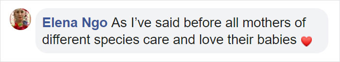 Mum Gorilla Who Lost Her Firstborn 1 Year Ago Gets Captured Cradling Her Month-Old Baby Mum Gorilla Who Lost Her Firstborn 1 Year Ago Gets Captured Cradling Her Month-Old Baby