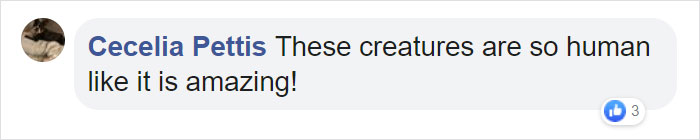 Mum Gorilla Who Lost Her Firstborn 1 Year Ago Gets Captured Cradling Her Month-Old Baby Mum Gorilla Who Lost Her Firstborn 1 Year Ago Gets Captured Cradling Her Month-Old Baby