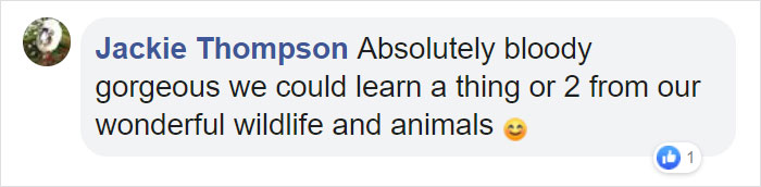 Mum Gorilla Who Lost Her Firstborn 1 Year Ago Gets Captured Cradling Her Month-Old Baby Mum Gorilla Who Lost Her Firstborn 1 Year Ago Gets Captured Cradling Her Month-Old Baby