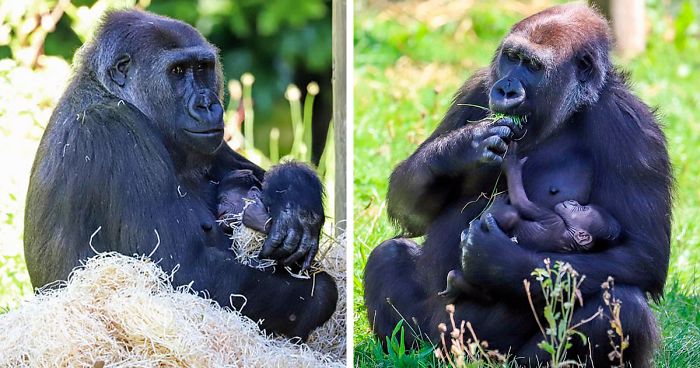 Mum Gorilla Who Lost Her Firstborn 1 Year Ago Gets Captured Cradling Her Month-Old Baby
