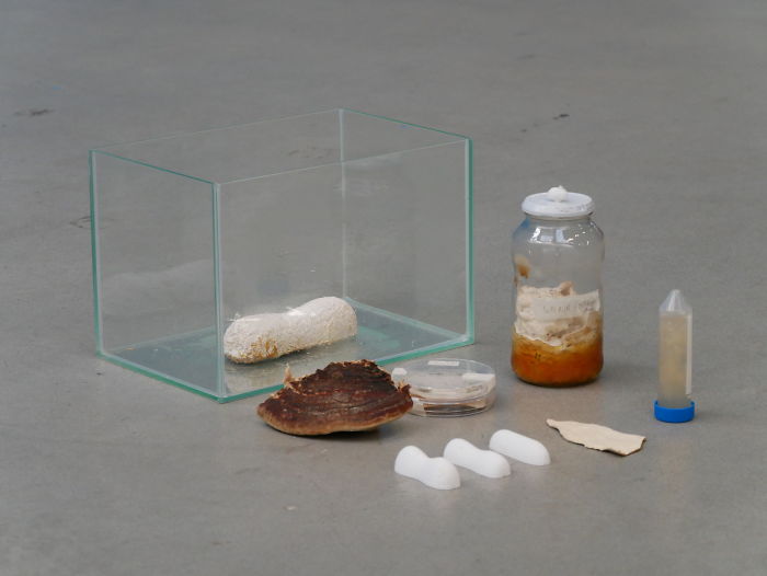 This Guy Created A $1,750 Mushroom Coffin That Turns Your Body Into Compost In Less Than 3 Years