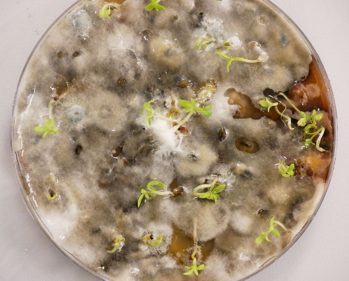 This Guy Created A $1,750 Mushroom Coffin That Turns Your Body Into Compost In Less Than 3 Years This Guy Created A $1,750 Mushroom Coffin That Turns Your Body Into Compost In Less Than 3 Years