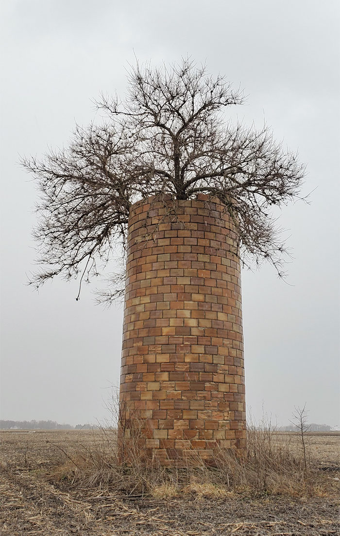 This Tree Grew Inside An Old Silo And Finally Made It To The Top