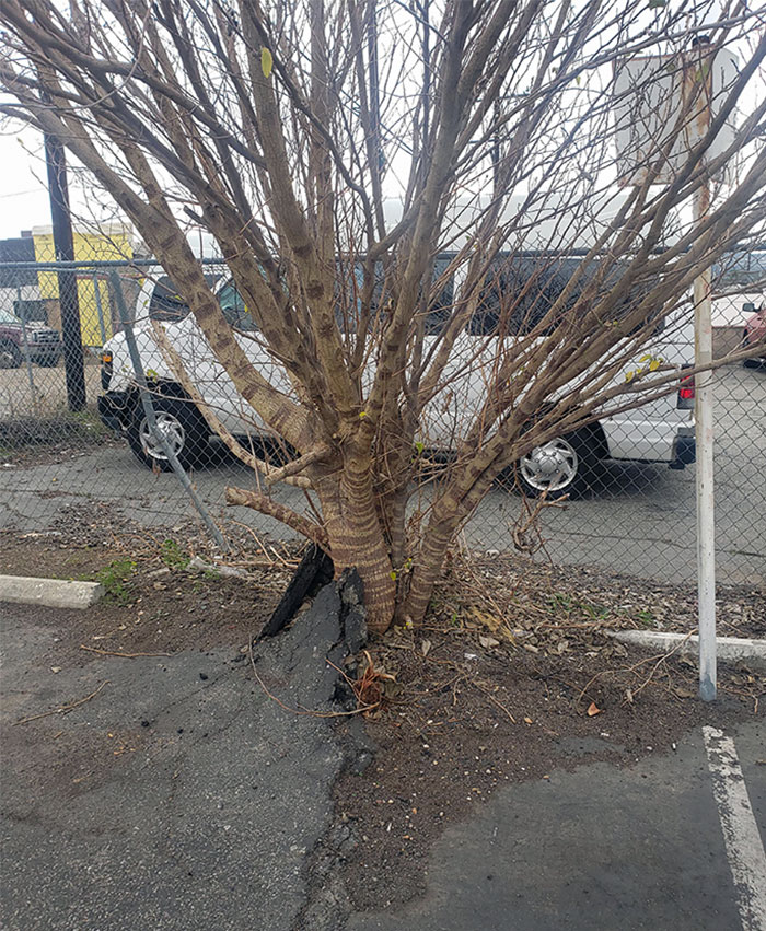 The Way This Weed Grew In The Past 2 Years. Walked By It Every Morning Since It Was A Baby Weed. This Goes To Show You, The Power Of Nature In A Small Sense