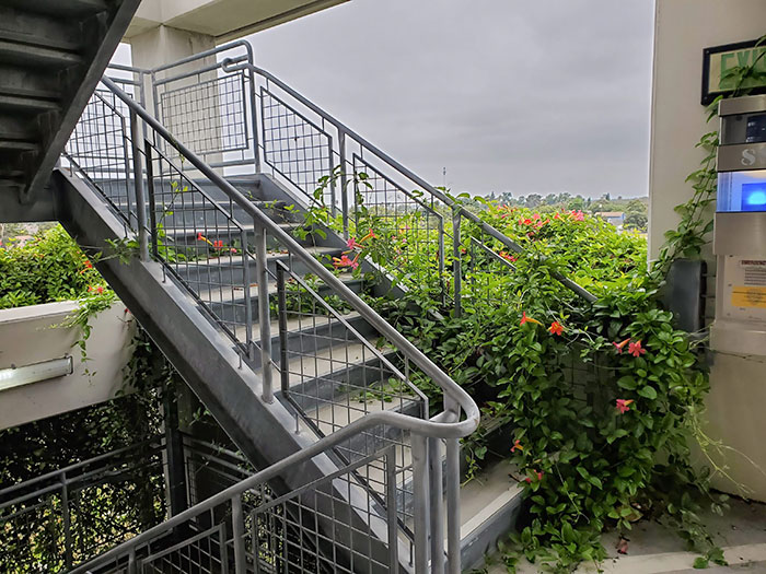 Due To The Quarantine, Nature Is Starting To Reclaim The Stairwells At The University Where I Work