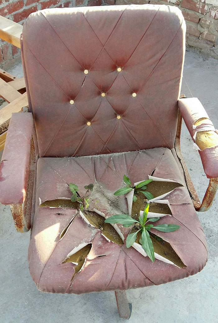 Plants Growing On My Old Chair