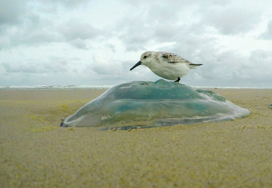 I’ve Been Photographing Storms During Dutch Tides For 7 Years, Here Are My 28 Pics To Capture Their Effect On Local Wildlife I’ve Been Photographing Storms During Dutch Tides For 7 Years, Here Are My 28 Pics To Capture Their Effect On Local Wildlife