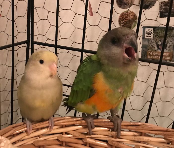 My Baby Senegal And Devilish Lovebird.. Cute!