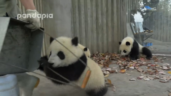 This Zookeeper Is Trying To Rake Leaves, But 2 Panda Cubs Have Other Ideas