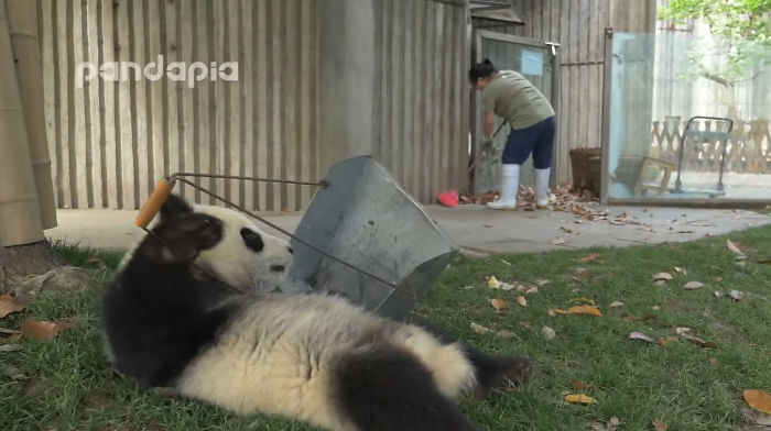 This Zookeeper Is Trying To Rake Leaves, But 2 Panda Cubs Have Other Ideas This Zookeeper Is Trying To Rake Leaves, But 2 Panda Cubs Have Other Ideas