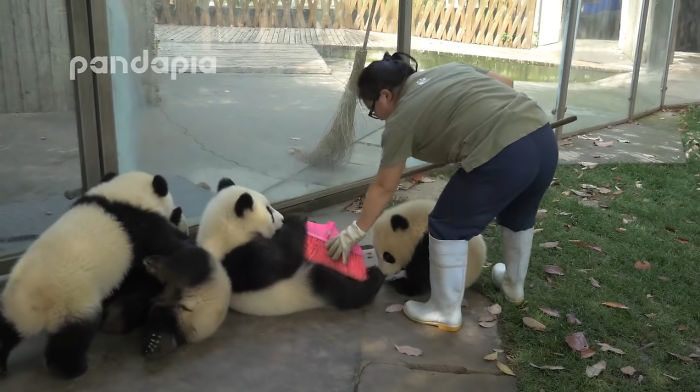 This Zookeeper Is Trying To Rake Leaves, But 2 Panda Cubs Have Other Ideas