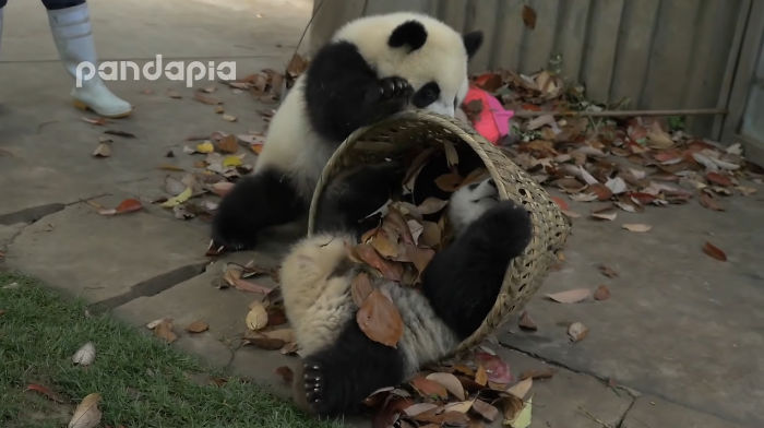 This Zookeeper Is Trying To Rake Leaves, But 2 Panda Cubs Have Other Ideas