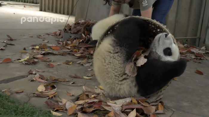 This Zookeeper Is Trying To Rake Leaves, But 2 Panda Cubs Have Other Ideas