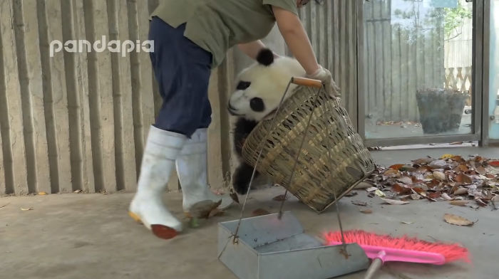 This Zookeeper Is Trying To Rake Leaves, But 2 Panda Cubs Have Other Ideas This Zookeeper Is Trying To Rake Leaves, But 2 Panda Cubs Have Other Ideas