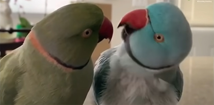 Watch These 2 Parrots Have The Most Adorable, Human-Like "Conversation"
