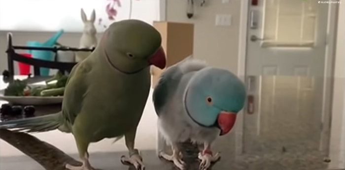 Watch These 2 Parrots Have The Most Adorable, Human-Like "Conversation" Watch These 2 Parrots Have The Most Adorable, Human-Like "Conversation"