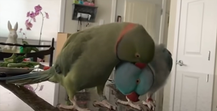 Watch These 2 Parrots Have The Most Adorable, Human-Like "Conversation"