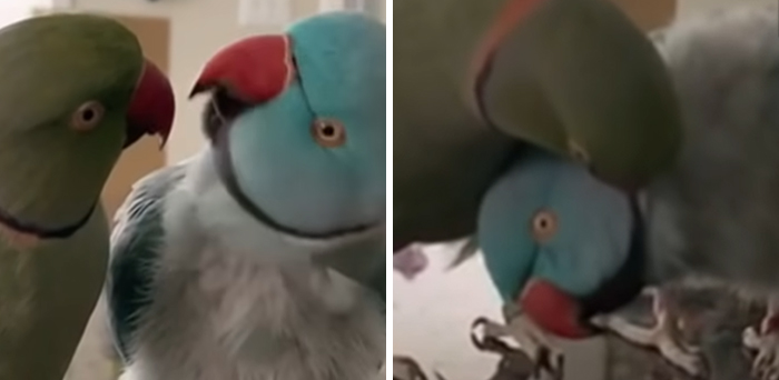 Watch These 2 Parrots Have The Most Adorable, Human-Like "Conversation" Watch These 2 Parrots Have The Most Adorable, Human-Like "Conversation"