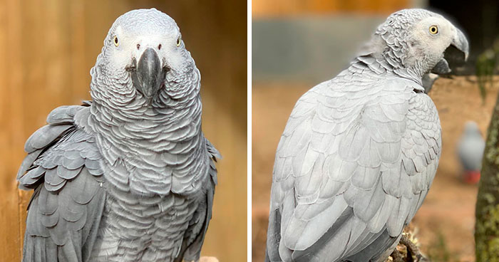 Parrots Get Removed From Public View At A Wildlife Park After Teaching Each Other How To Swear During Quarantine