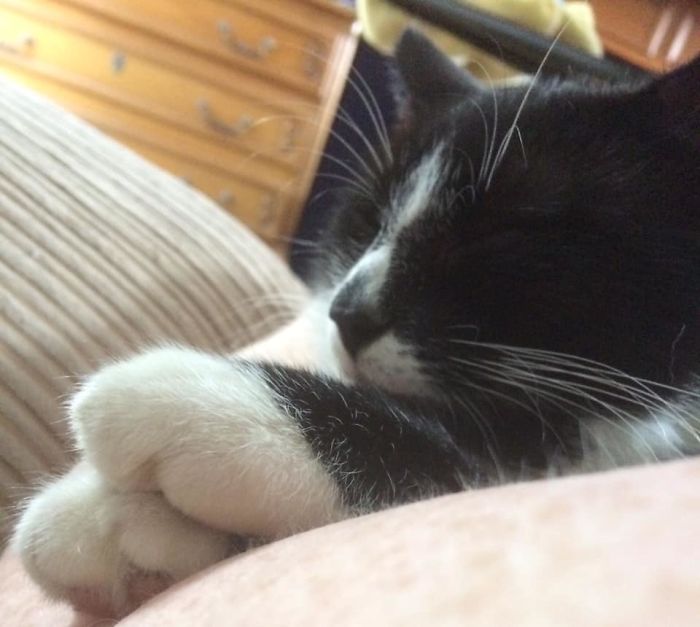 My Arm, My House, Not My Cat. We’ve Thrown Him Out About 40 Times Today. Turns Out He Just Wanted A Cuddle And A Sleep In My Arms.