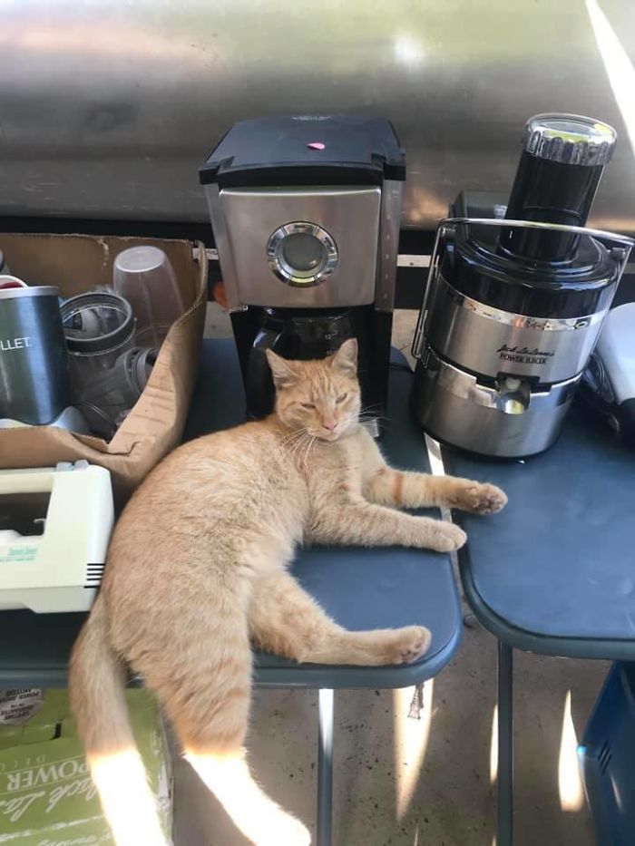 My Garage Sale, Not My Cat.... Do I Just Put A Free Sticker On It?