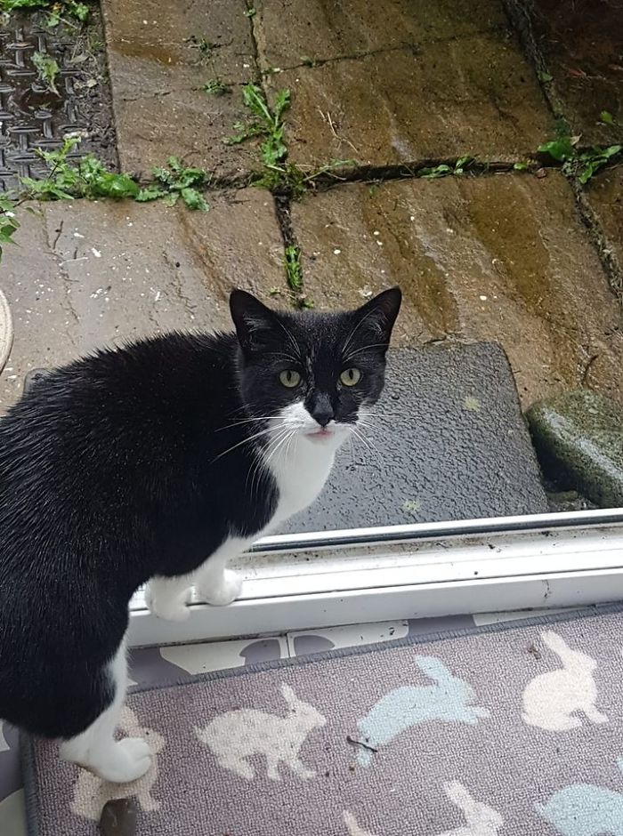 This Is Not My Cat, Barney. I Should Like To Point Out, That Barney Has A Very Nice Mum, And A House With A Cat Flap, So There Is No Need For Him To Be Out In The Rain, But He Seems To Think A Soggy Coat And Big Eyes Combined With A Pitiful Meow, Might Get Him Extra Sympathy Points And Some Treats For His Already Chonky Belly