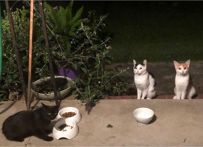 The Little Black Kitty Belongs - The Stern-Faced Cats To The Right Have Never Been Seen Before Or Since! Who Are You???