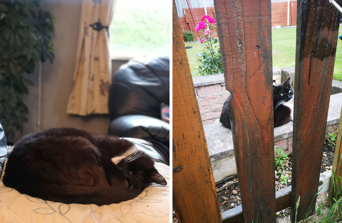 This Cat Is Not My Cat. I Don't Own A Cat