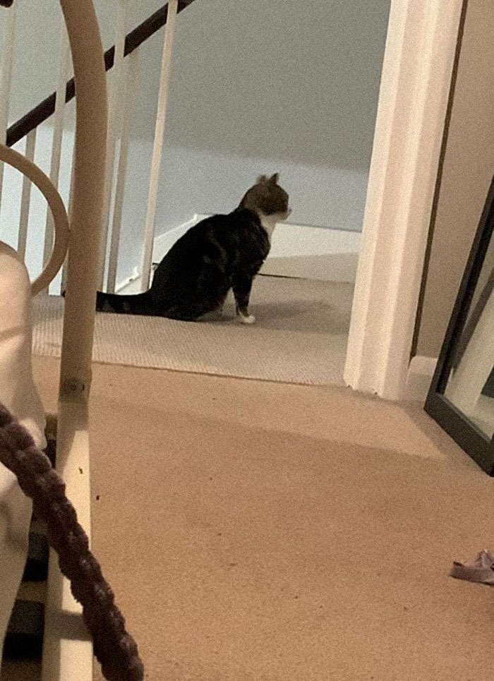 Laying On My Bed And Heard A Noise... Turned My Head And Saw This. I Don’t Own And Cat. And I Don’t Know How They Got In Or How Long They’ve Been There!