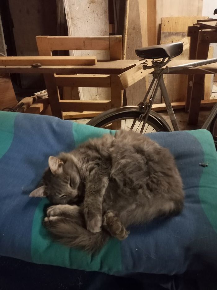 My Garage, Not My Cat.... Was Working In My Workshop Late Last Night, When I Opened The Door She Ran In. She's A Random Neighborhood Cat And Will Usually Sleep In The Garage While I Work. I Always Have To Check "Her Pillow" Before I Leave And Lock Up For The Night.