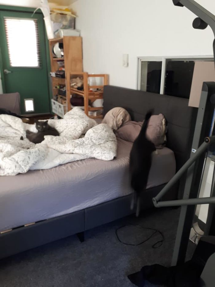 Installed A Cat Door Recently Into Our New Home. Came In To This Confusing Scene. The Black Cat That Is Shamefully Running Off The Bed Is My Cat. However, The Cat Comfortably Lounged On The Bed Who Seems Undisturbed By My Entry Is Not My Cat