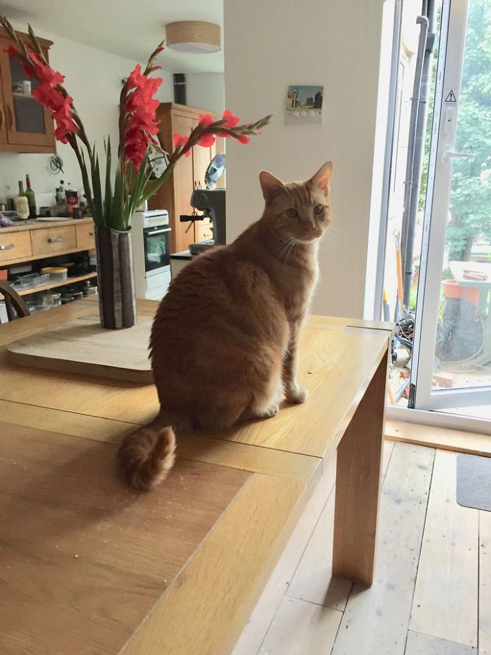 My House, Not My Cat. Left The Back Door Open.