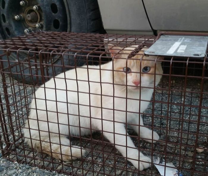 We Call Him Papa Kitty