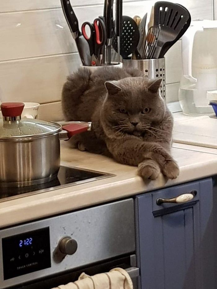 My Cousin's Cottage , Not Her Cat!