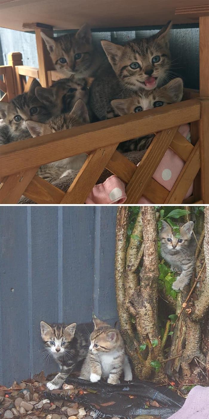 My House Not My Kittens