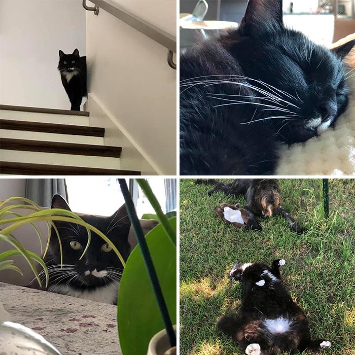 My House, Not My Cat