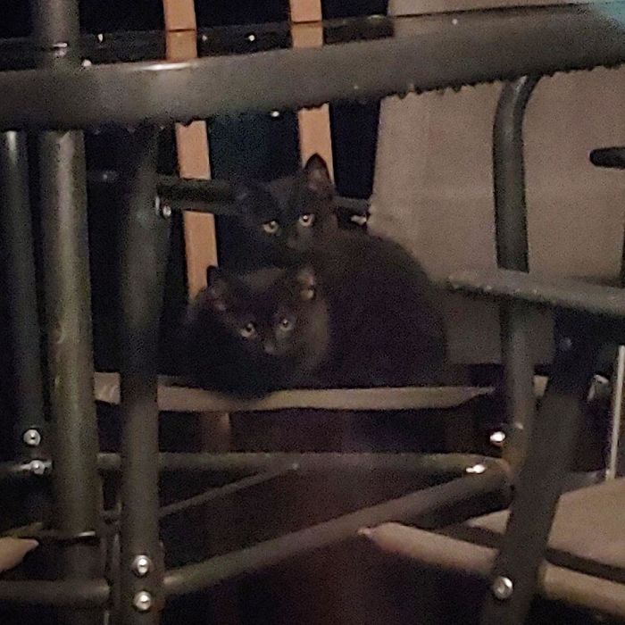 Just Got Home From Work. That's My Back Deck. Not My Kittens