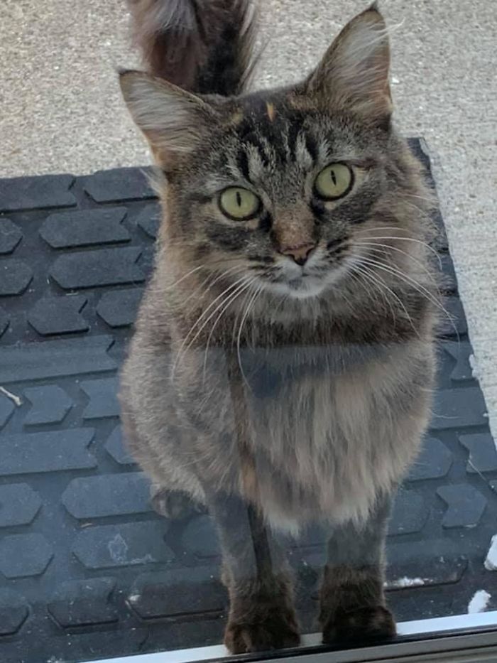 My Front Door, Not My Cat