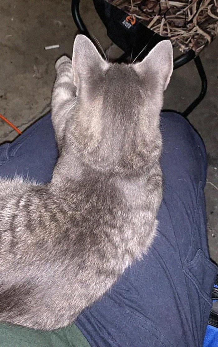 My Lap, My Front Porch, Not My Cat? This Little Guy Just Hobbled Up To Me On 3 Legs And Got In My Lap