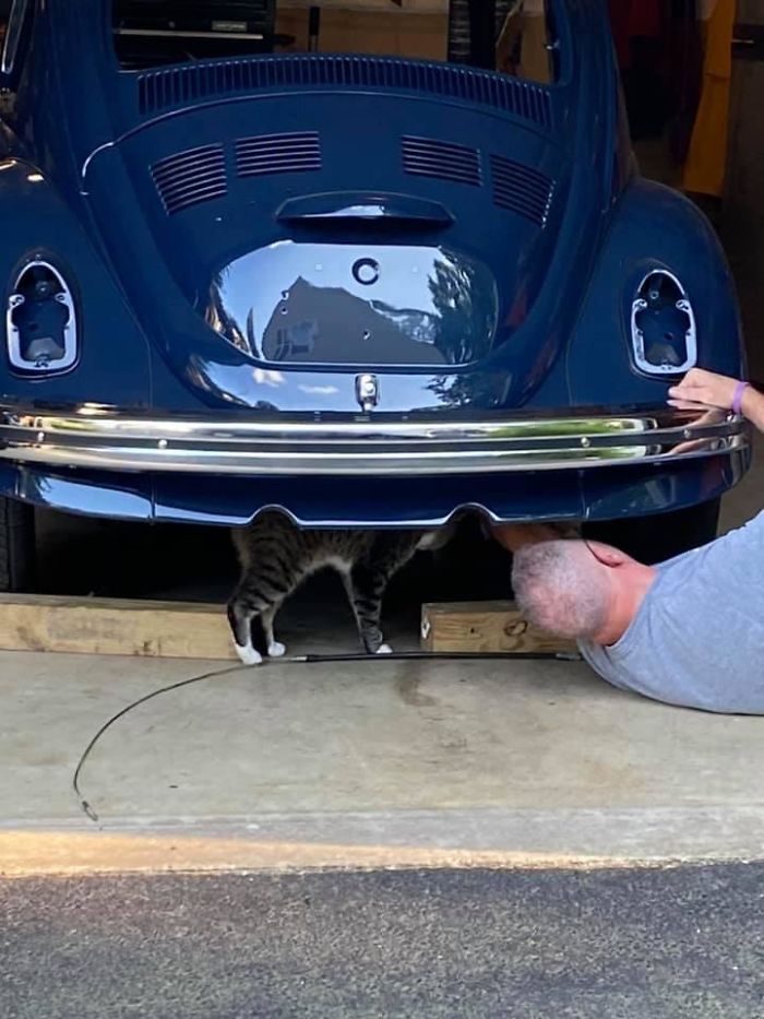 My Garage, My Bug, Not My Cat
