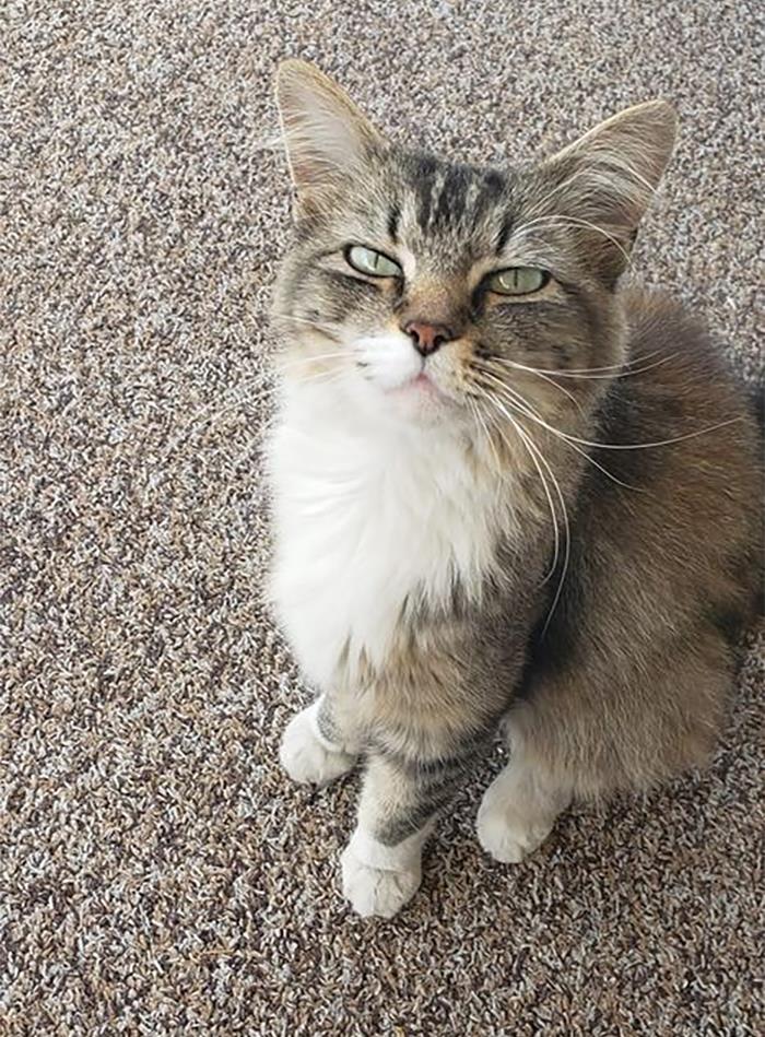 My House,, Not My Cat. I Am So In Love With This Beauty. Mama Is The First "Community Cat" I Fed In My Neighborhood. It Has Been At Least A Year Now. She Comes To Visit Me For Treats And Scritches Every Day. Today She Let Me Pick Her Up For Kitty Snuggles. Today Is Good