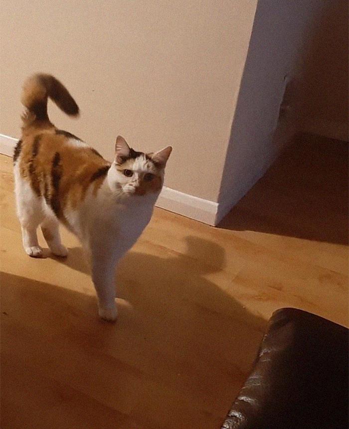 My Neighbours Cat Likes To Visit In The Evenings And Always Looks Very Annoyed That I Am Home